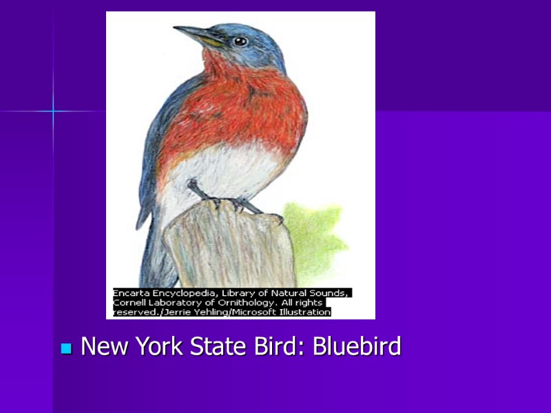 New York State Bird: Bluebird